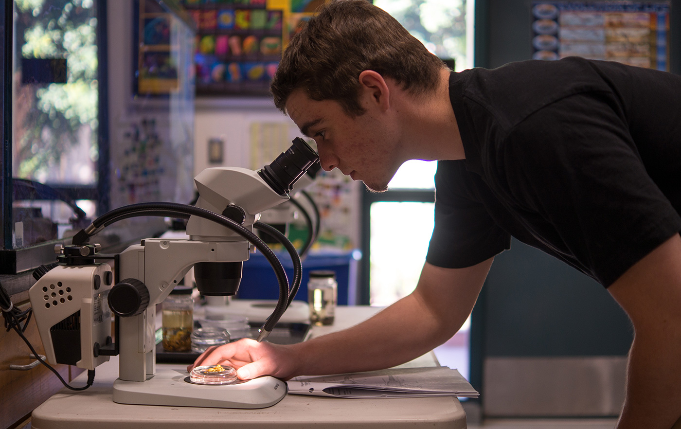 Student using microscope